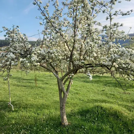 Chalet Kuca Za Odmor Dtd Miljevina